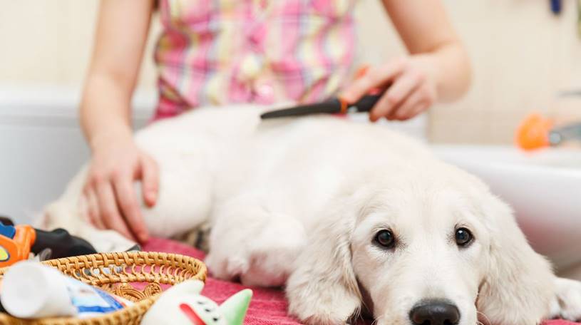 Como oferecer banho e tosa para pets